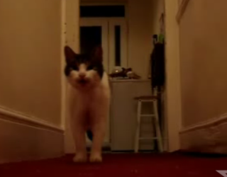 Happy Caturday!